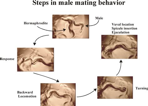 Mating Press: The deepest position!